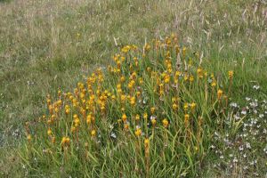 Bog Asphodel 1